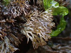 Odonthalia