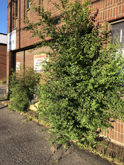Ulmus pumila
