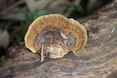 Funalia