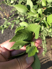 Ulmus pumila