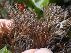Odonthalia