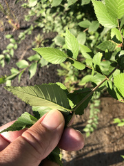 Ulmus pumila