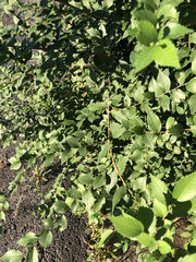 Ulmus pumila