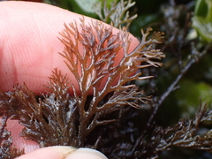 Odonthalia