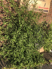 Ulmus pumila