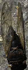 Neotibicen lyricen