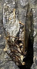 Neotibicen lyricen