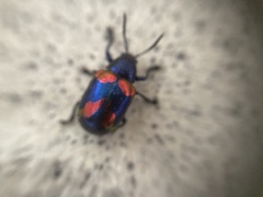 Platycorynus undatus