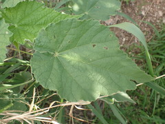 Abutilon parishii