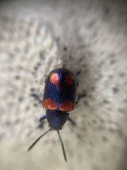 Platycorynus undatus