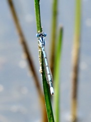 Enallagma doubledayi