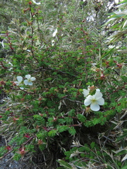 Rosa sericea morrisonensis