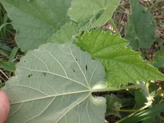 Abutilon parishii