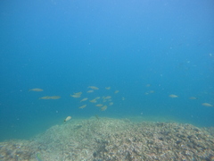 Selar crumenophthalmus