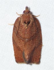 Argyrotaenia juglandana