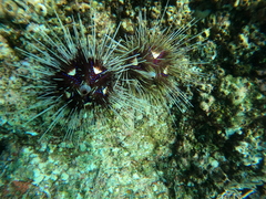 Astropyga pulvinata