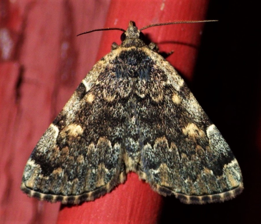 Greater Idia Moth