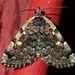 Greater Idia Moth - Photo (c) suegregoire, some rights reserved (CC BY-NC), uploaded by suegregoire
