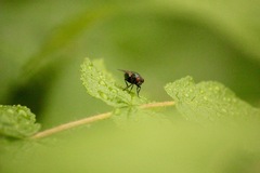 Eudasyphora cyanella
