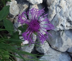 Centaurea nervosa
