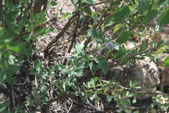 Lycianthes dejecta
