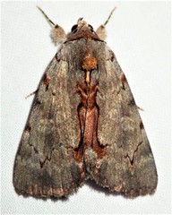 Catocala grynea