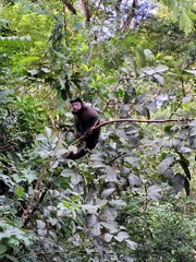 Sapajus nigritus