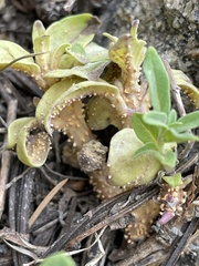 Puccinia monardellae