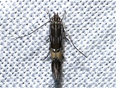 Cosmopterix lespedezae