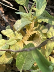 Puccinia monardellae