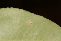 Acronicta radcliffei