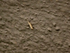 Plutella porrectella