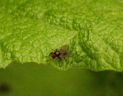 Azeliinae