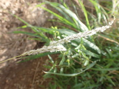 Digitaria californica