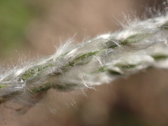 Digitaria californica