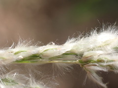 Digitaria californica