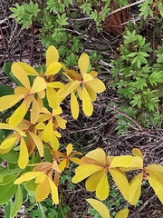 Myrica gale tomentosa