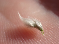 Digitaria californica