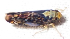 Scaphoideus pullus