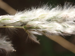 Digitaria californica