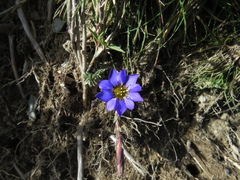 Gentiana arisanensis