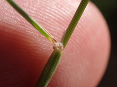 Digitaria californica