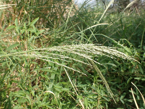 Digitaria insularis iNat (1)