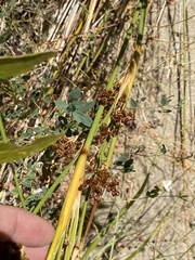 Juncus acutus leopoldii