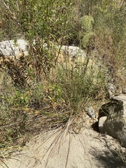 Juncus acutus leopoldii