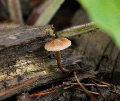 Auriscalpium vulgare