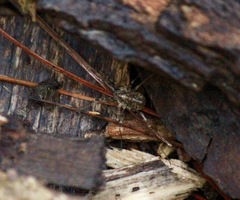 Rilaena triangularis