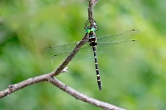 Macromia pacifica × taeniolata