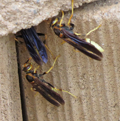Polistes comanchus navajoe
