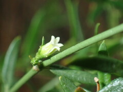 Metastelma arizonicum